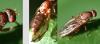 Suillia sp.